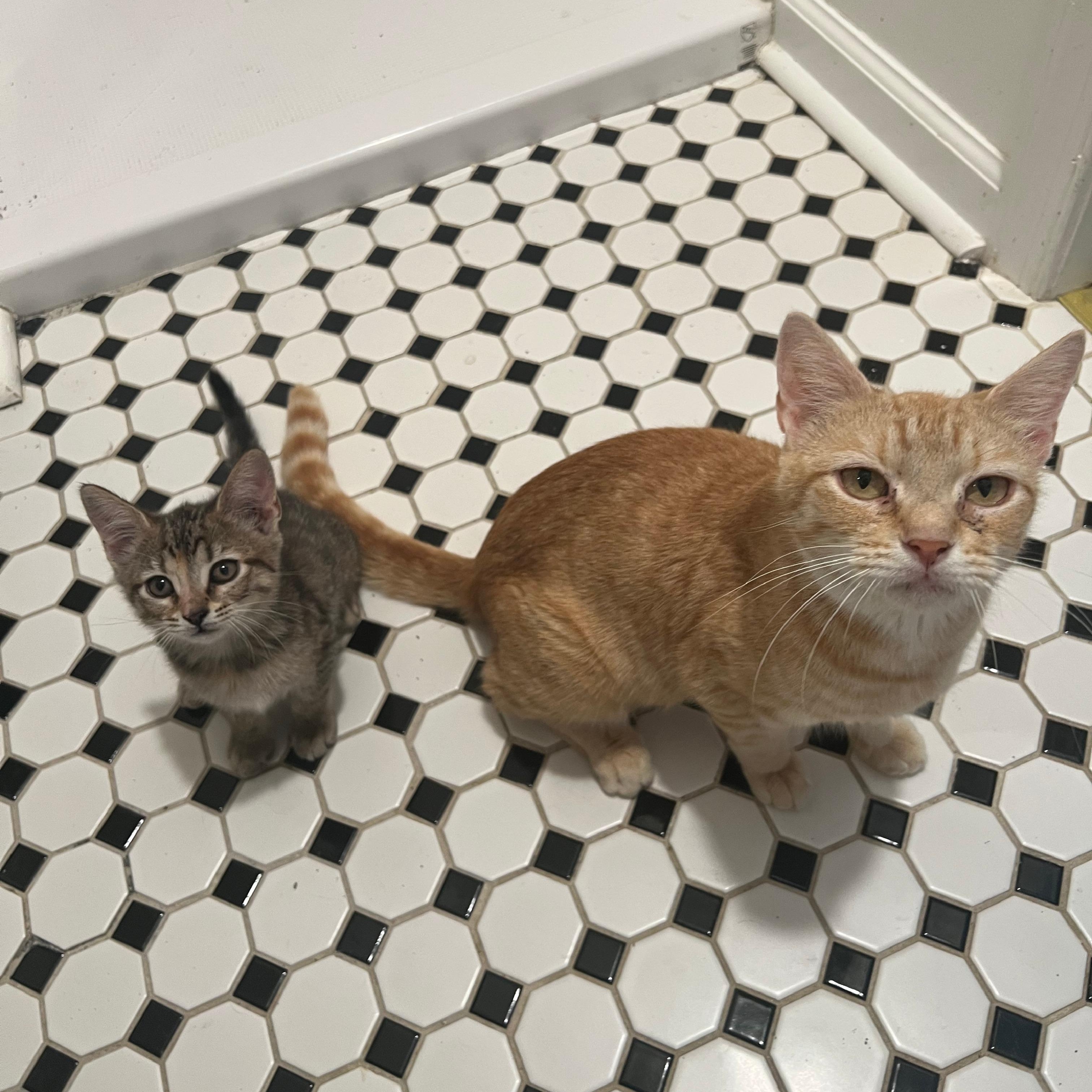 Epona, a ADOPTABLE Domestic Short Hair in Richmond, VA image 4/6
