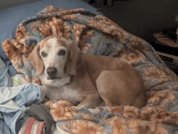 Enlarge Bailey, a Adoption Pending Beagle in West Decatur, PA image 2/6