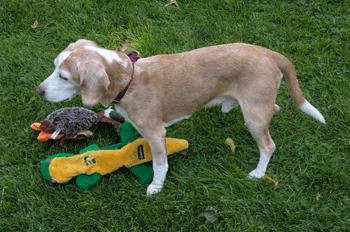 Enlarge Bailey, a Adoption Pending Beagle in West Decatur, PA image 4/6