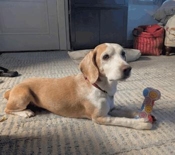 Enlarge Bailey, a Adoption Pending Beagle in West Decatur, PA image 1/6