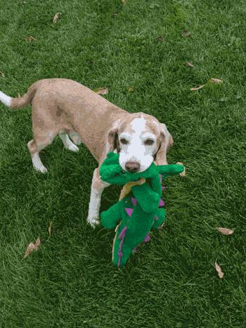 Enlarge Bailey, a Adoption Pending Beagle in West Decatur, PA image 5/6