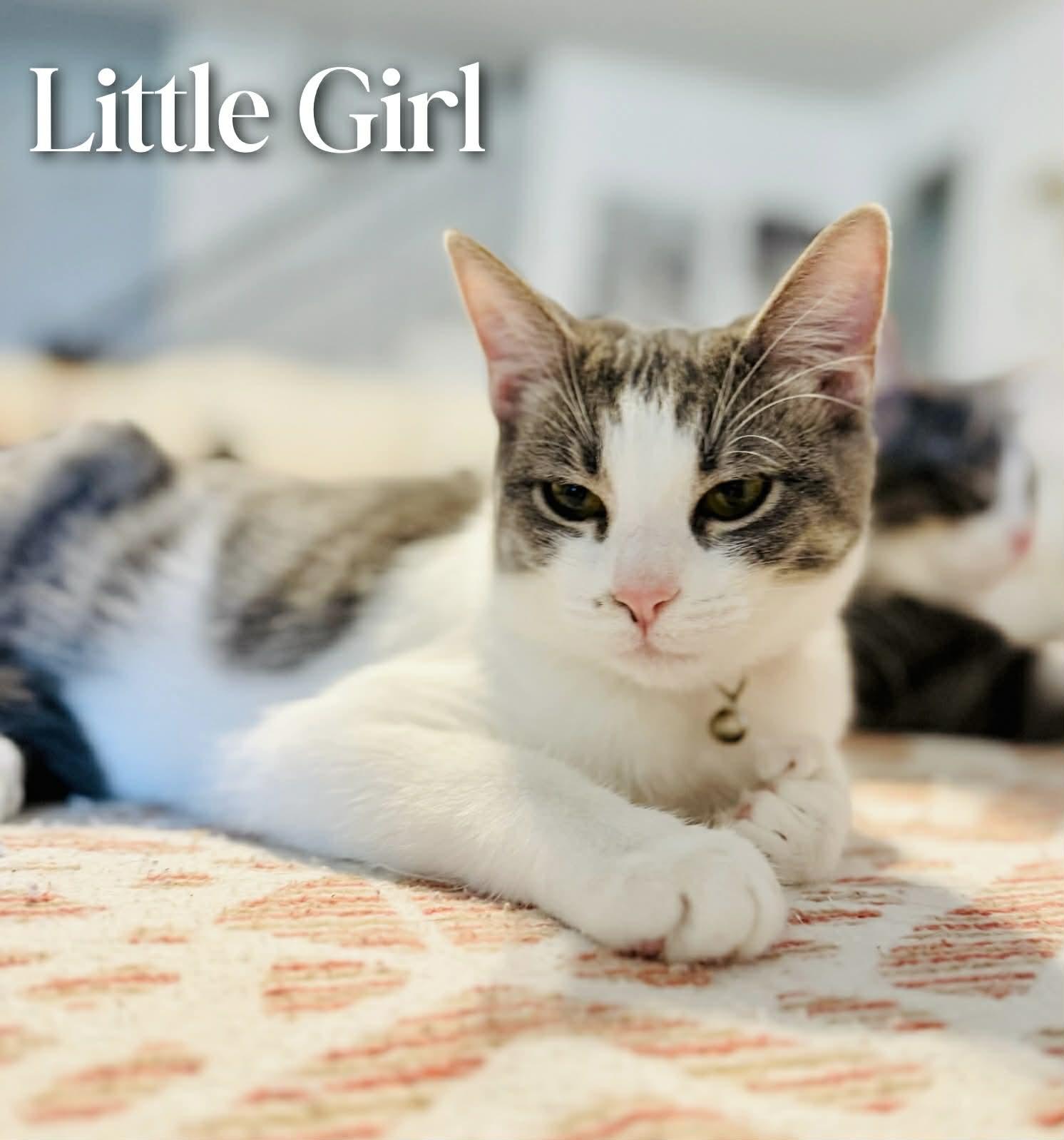 Enlarge Little Girl, an adopted Domestic Short Hair in Mansfield, TX image 1/1