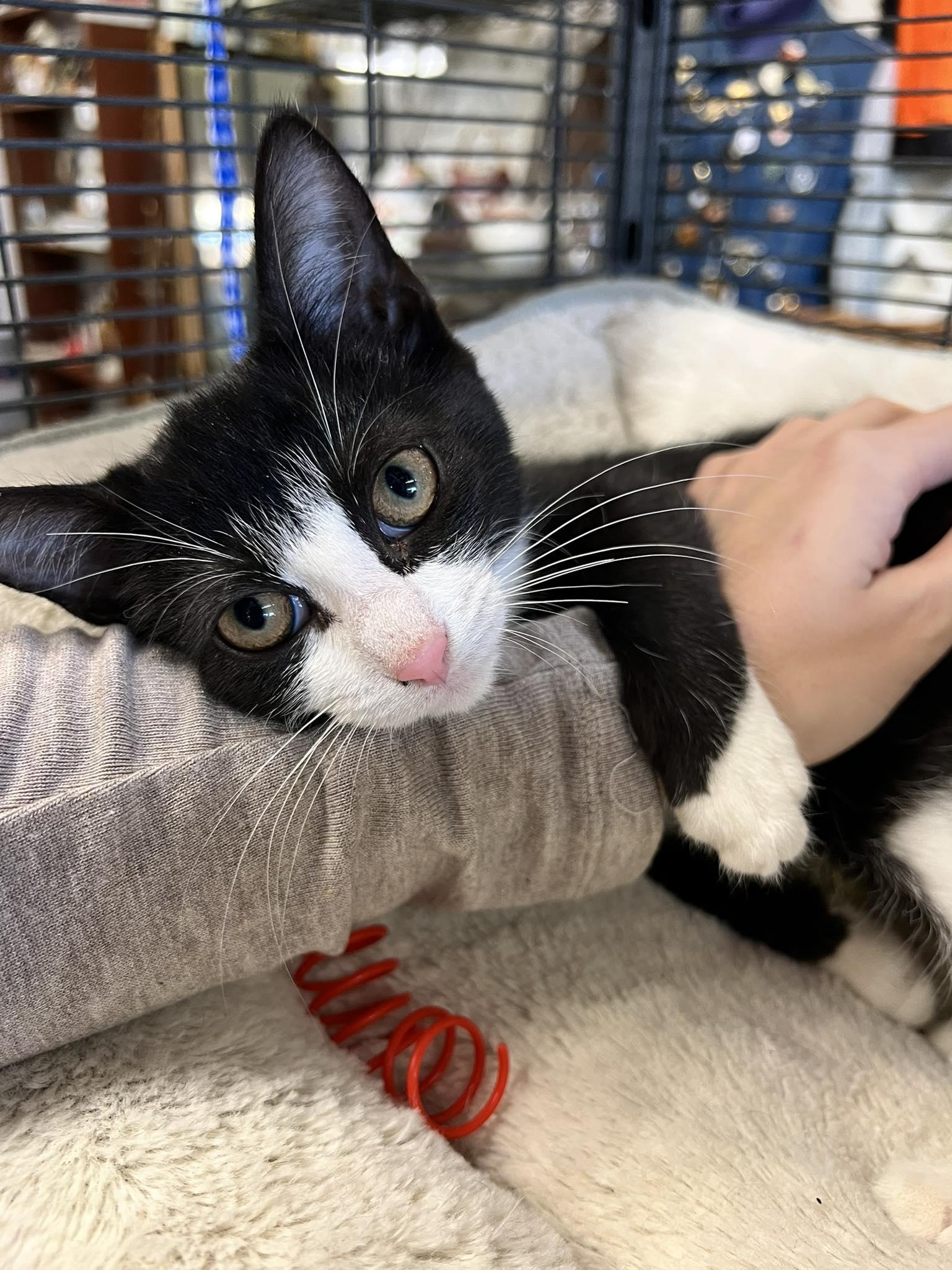 Enlarge Annabelle, an adopted Domestic Short Hair in St Leonard, MD image 1/2