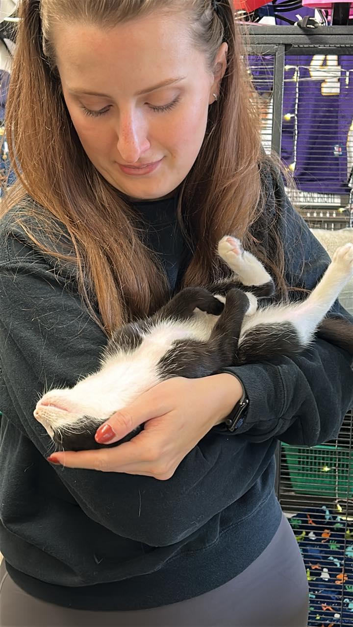 Enlarge Annabelle, an adopted Domestic Short Hair in St Leonard, MD image 2/2