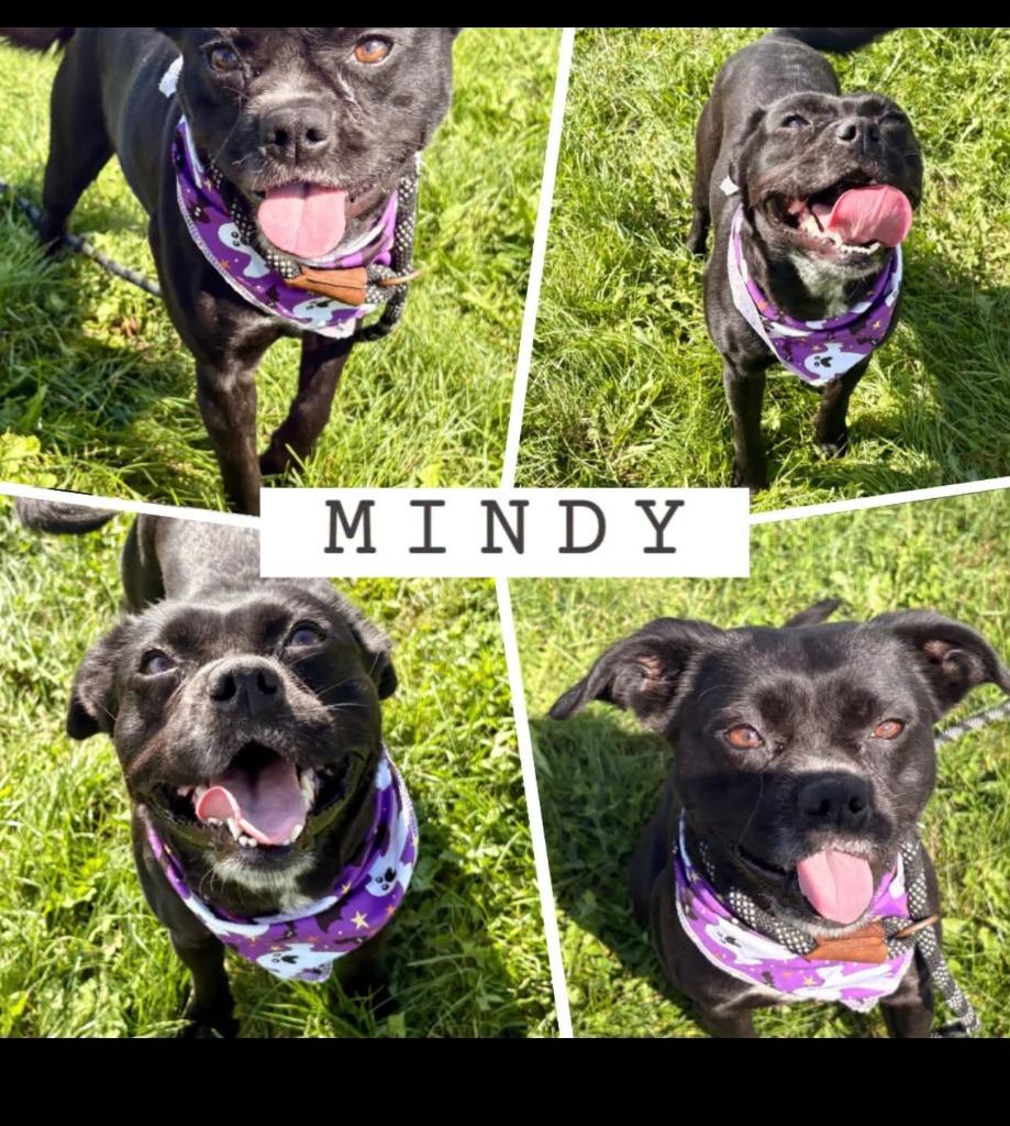 Enlarge Mindy, a Adoptable mixed breed in Rensselaer, IN image 1/1