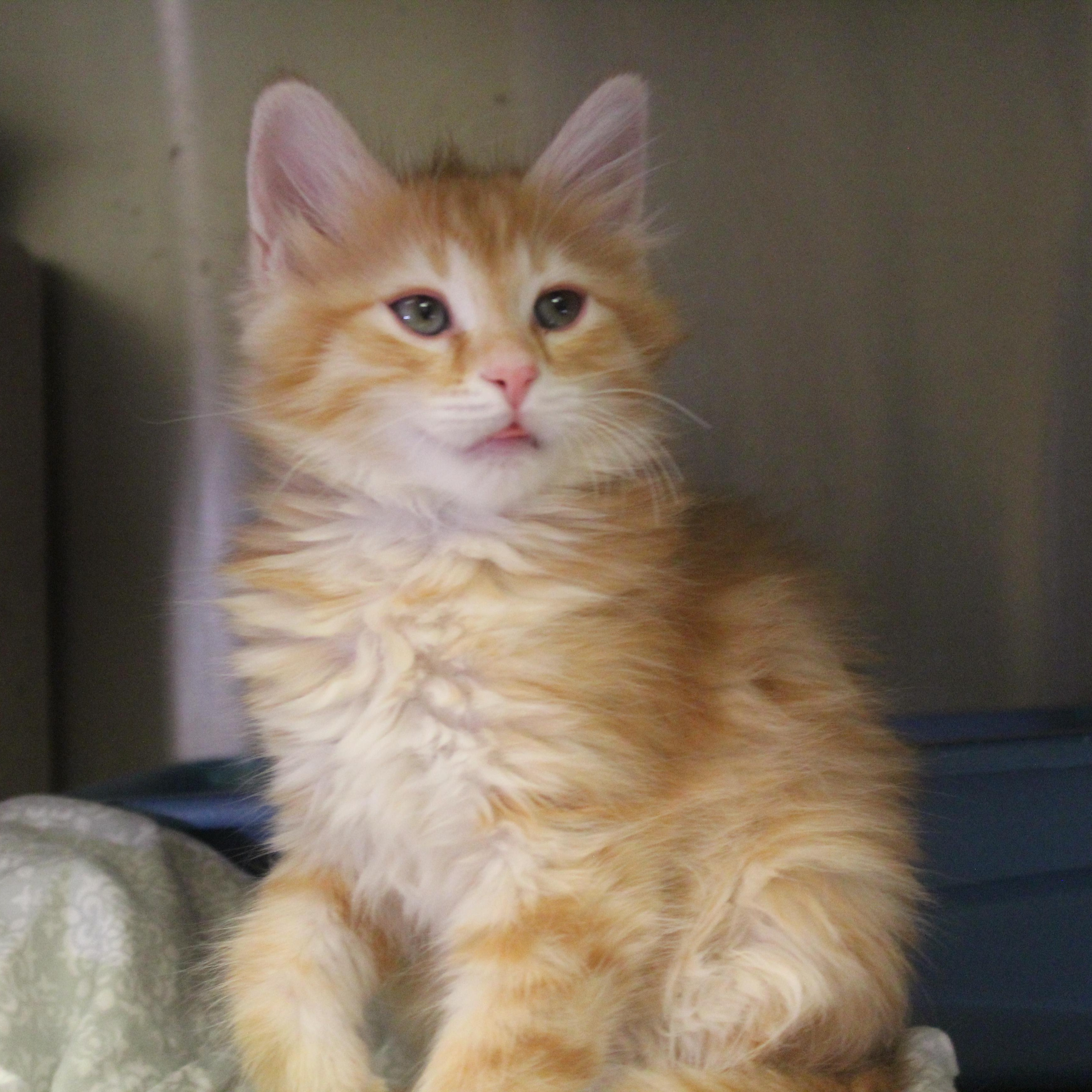 Enlarge Black Widow, an adopted Domestic Medium Hair in Yucca Valley, CA image 2/6