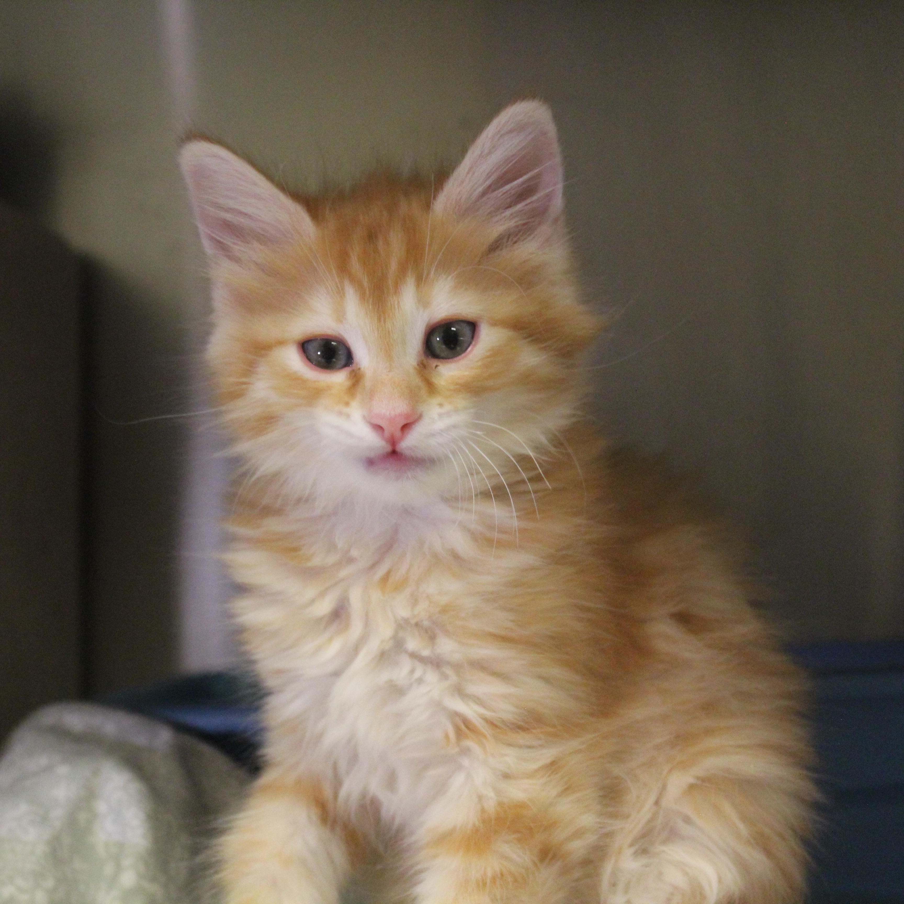 Enlarge Black Widow, an adopted Domestic Medium Hair in Yucca Valley, CA image 5/6