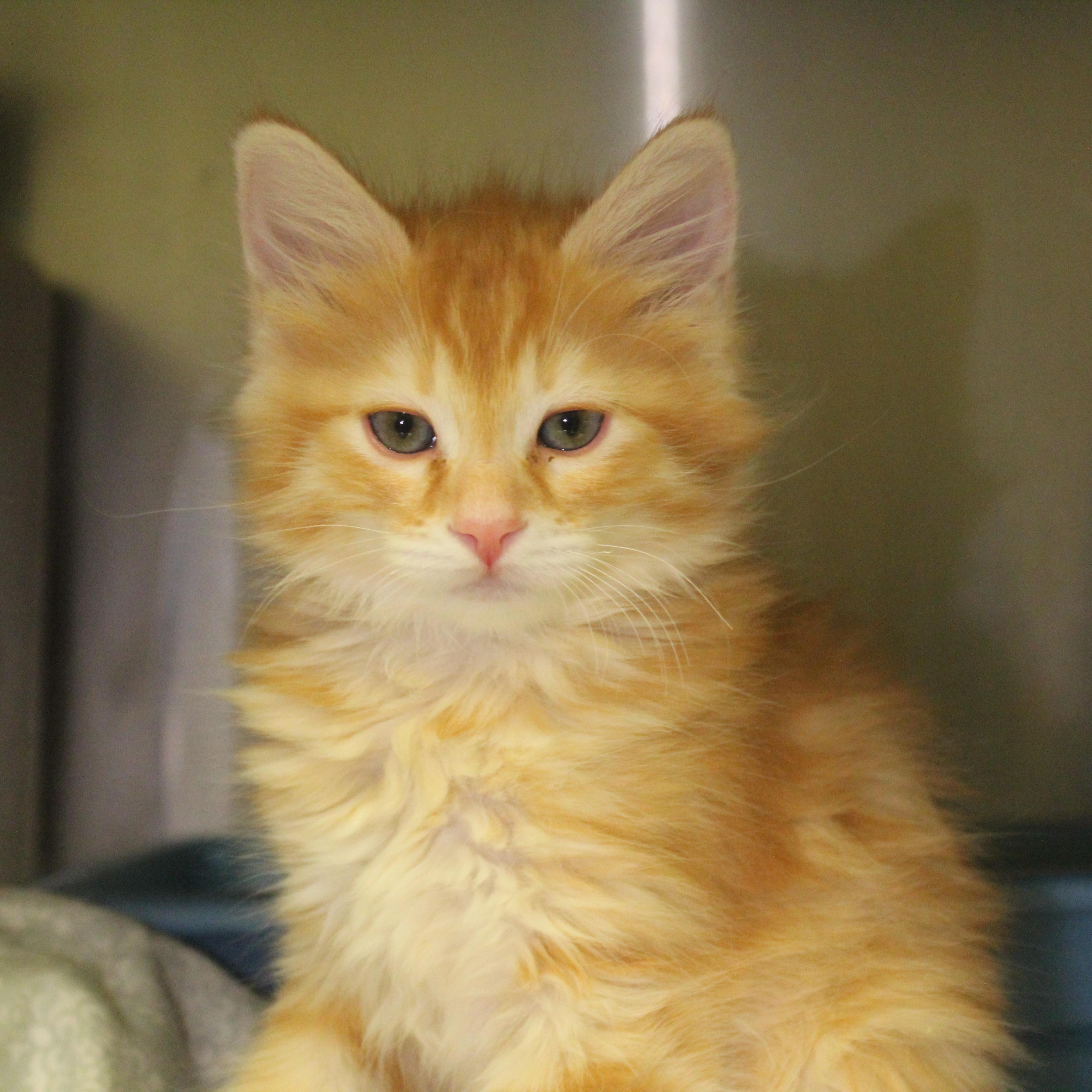 Enlarge Black Widow, an adopted Domestic Medium Hair in Yucca Valley, CA image 1/6