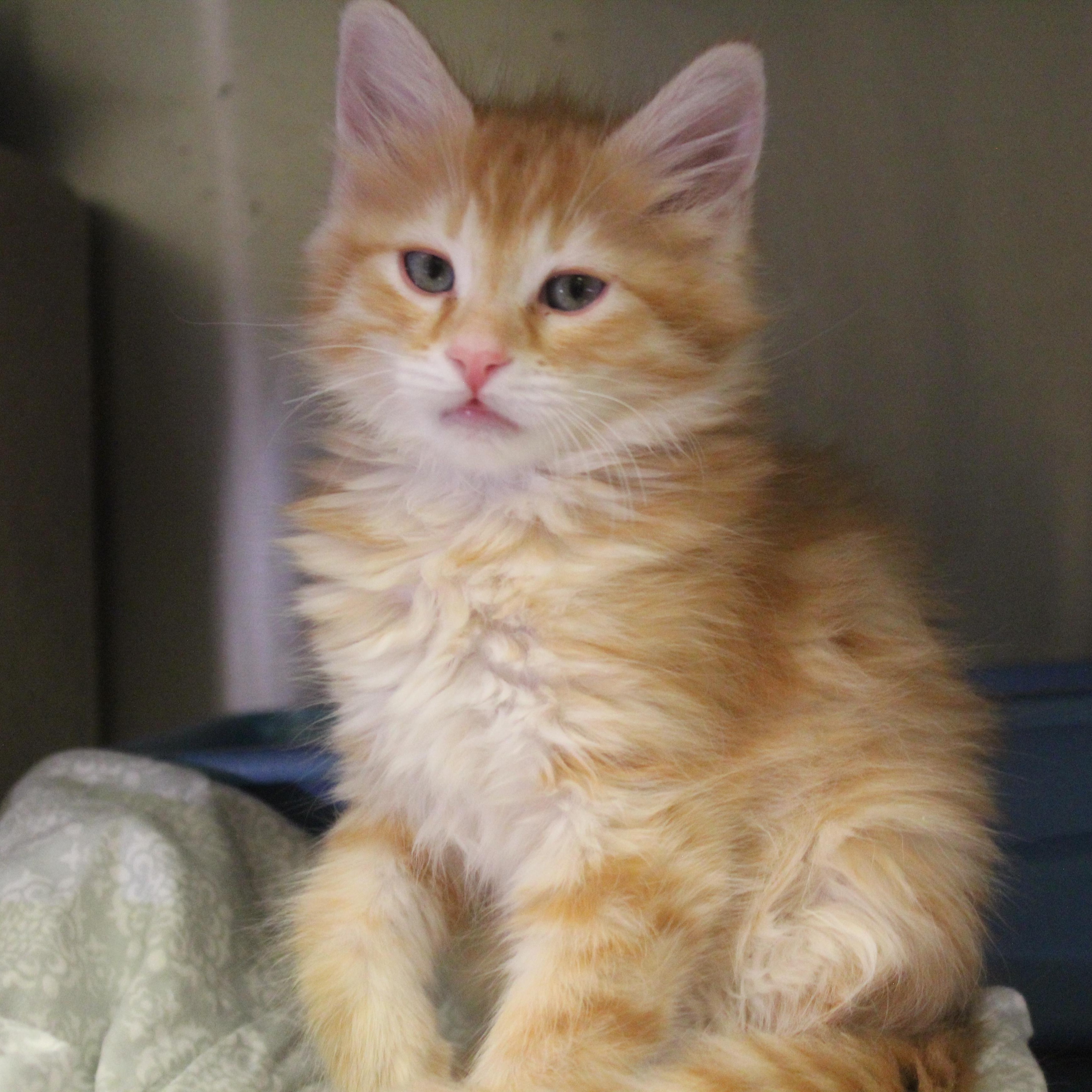 Enlarge Black Widow, an adopted Domestic Medium Hair in Yucca Valley, CA image 3/6