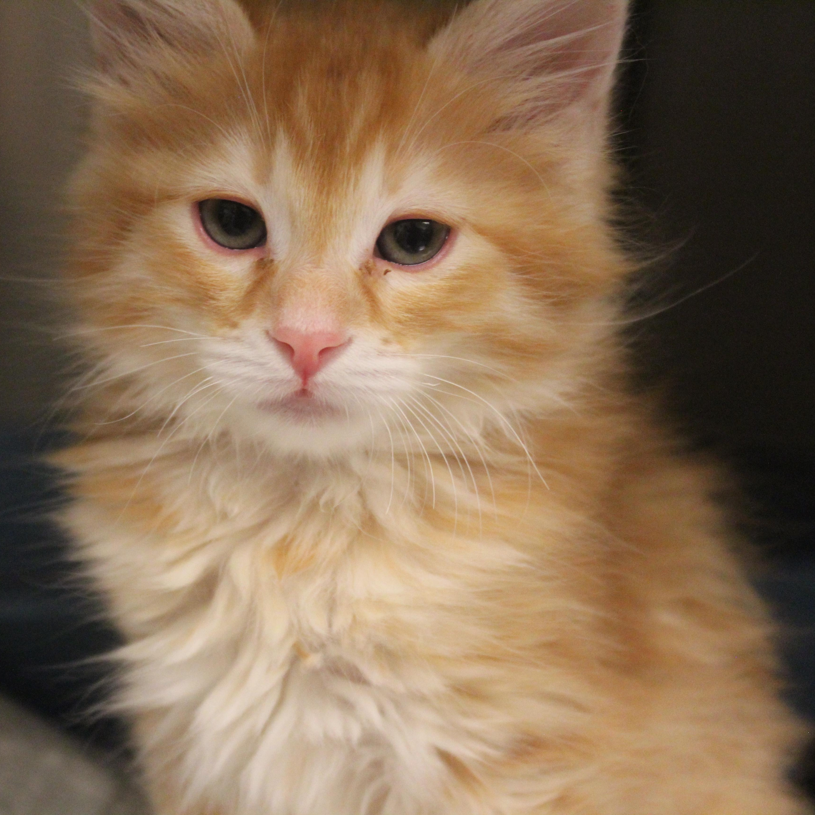 Enlarge Black Widow, an adopted Domestic Medium Hair in Yucca Valley, CA image 6/6