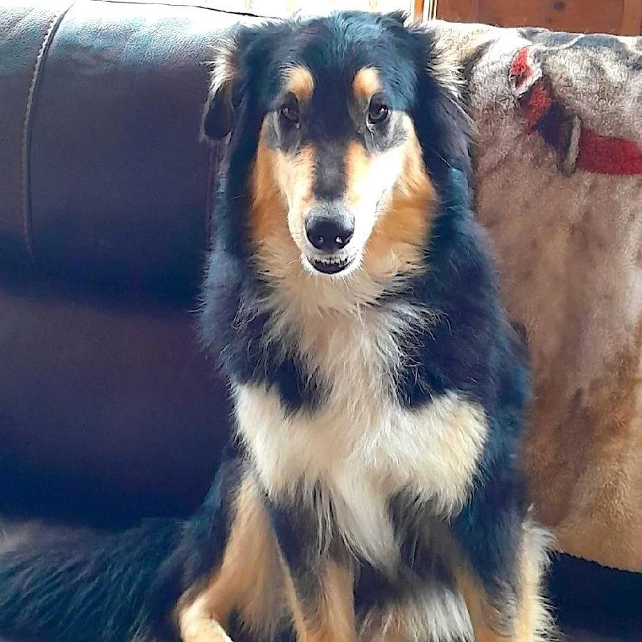 Enlarge Bindi, a Adoptable Collie in Dublin, OH image 1/3