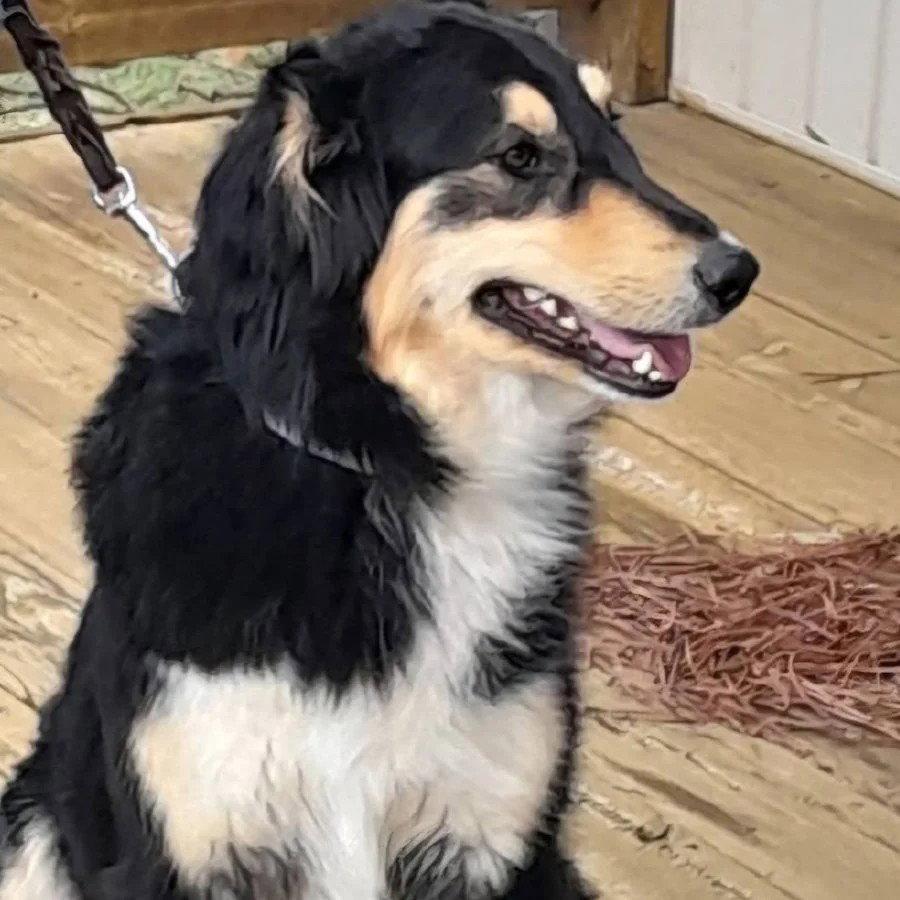 Enlarge Bindi, a Adoptable Collie in Dublin, OH image 2/3