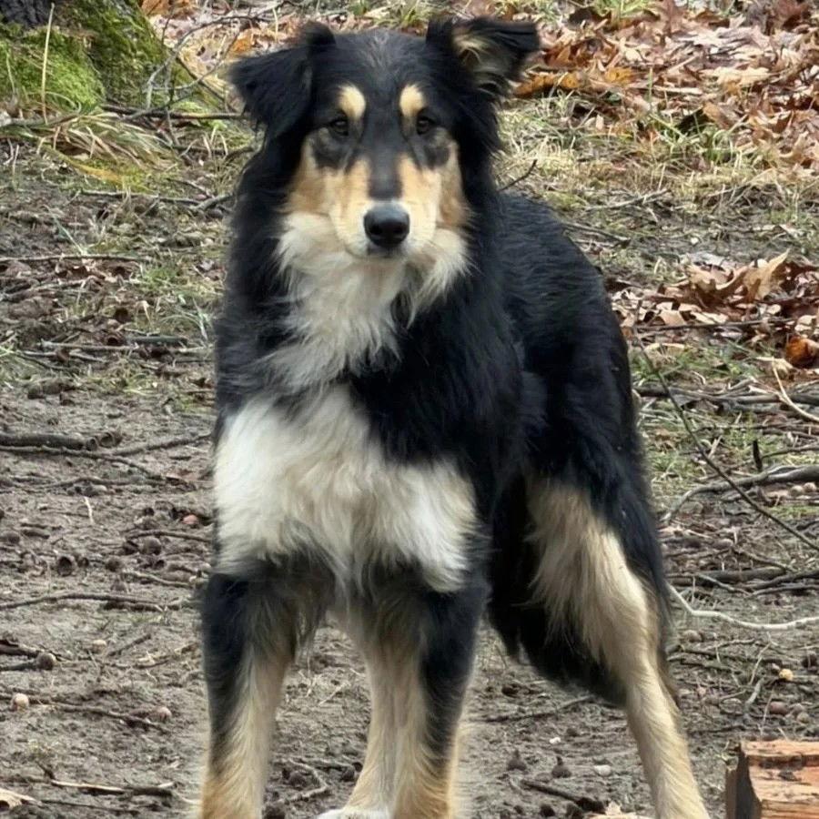 Enlarge Bindi, a Adoptable Collie in Dublin, OH image 1/1