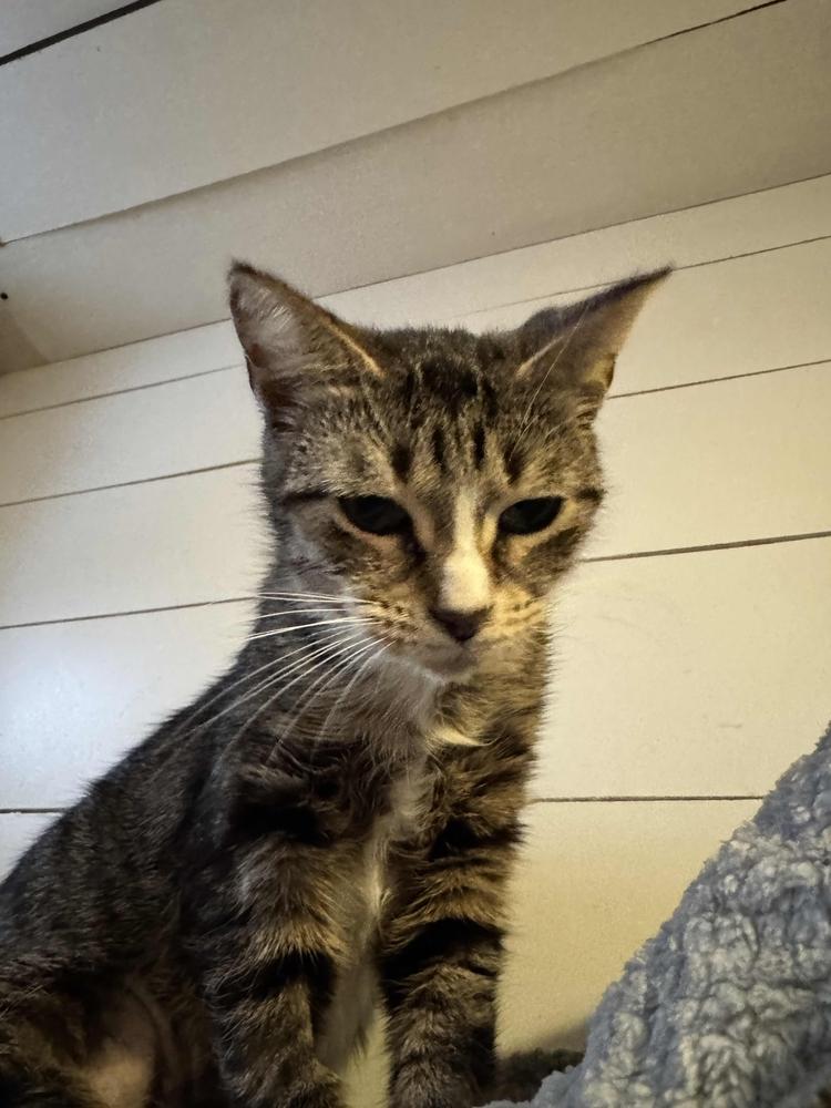 Bea, Adoptable, Adult Female Domestic Short Hair.