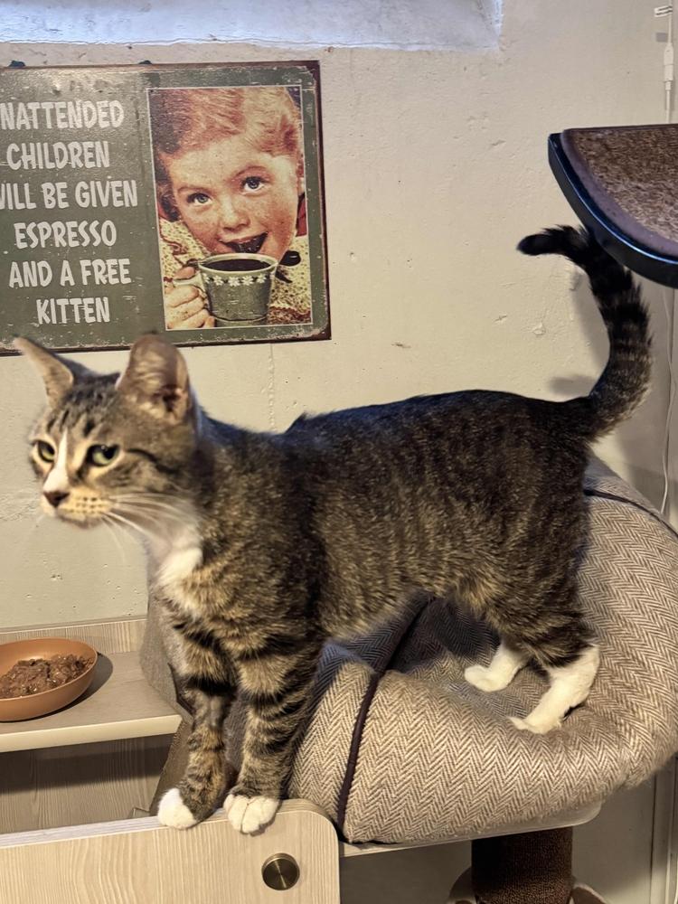 Enlarge Bea, a Adoptable mixed breed in Grand Rapids, MI image 2/6