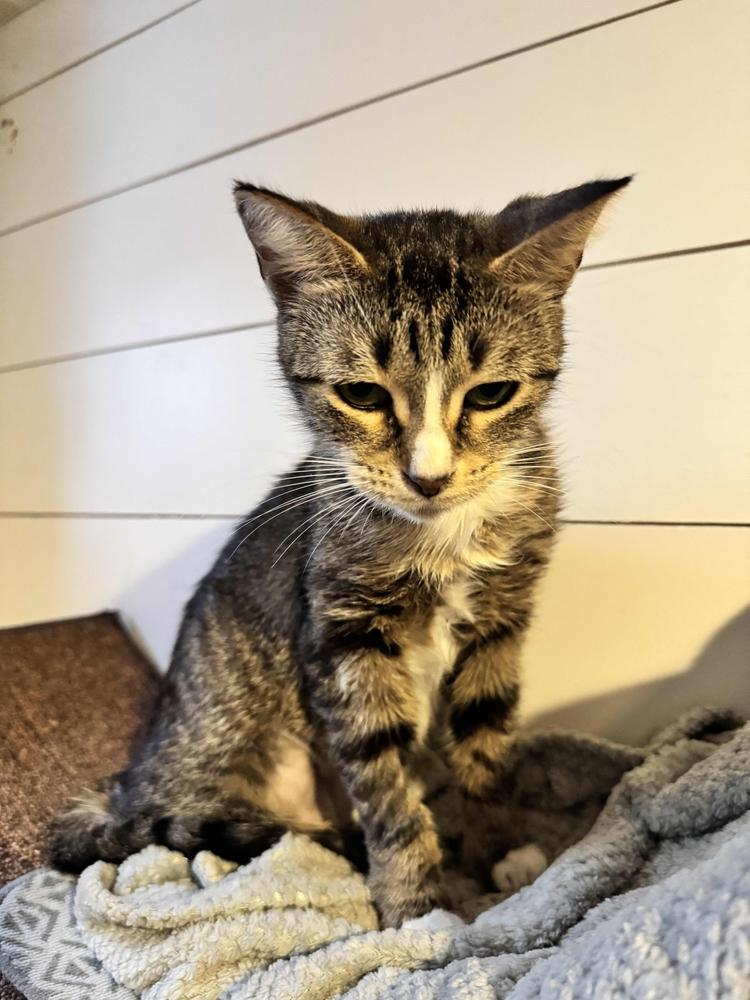 Enlarge Bea, a Adoptable mixed breed in Grand Rapids, MI image 3/6