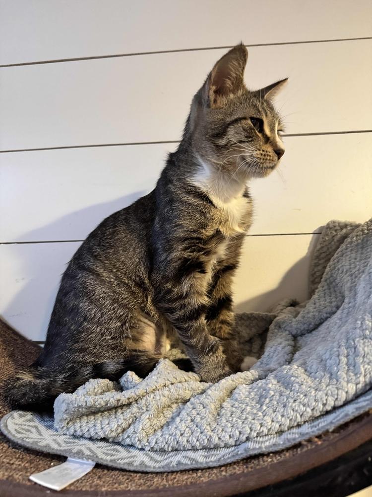 Enlarge Bea, a Adoptable mixed breed in Grand Rapids, MI image 4/6