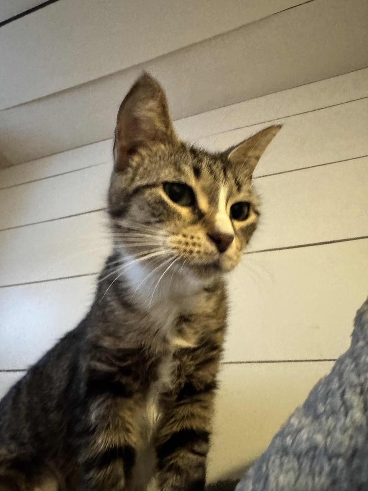 Enlarge Bea, a Adoptable mixed breed in Grand Rapids, MI image 5/6