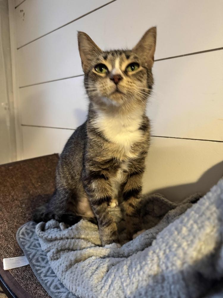 Enlarge Bea, a Adoptable mixed breed in Grand Rapids, MI image 6/6