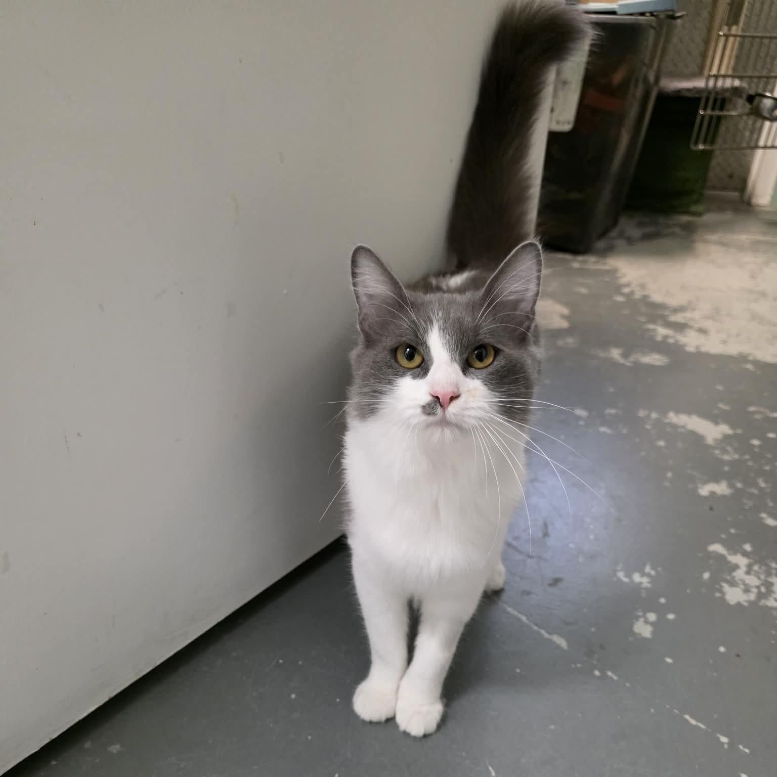 Enlarge Linzy, a Adoptable Domestic Medium Hair in Umatilla, FL image 2/4