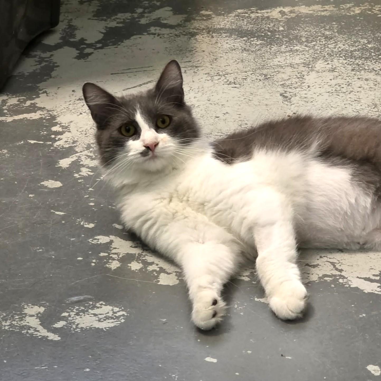 Linzy, Adoptable, Young Female Domestic Medium Hair.