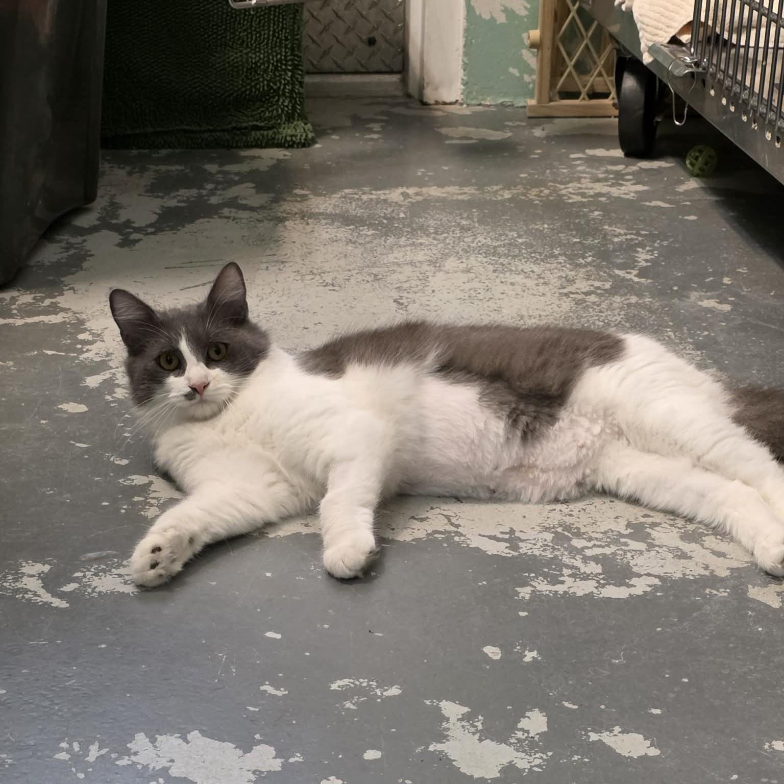 Enlarge Linzy, a Adoptable Domestic Medium Hair in Umatilla, FL image 4/4