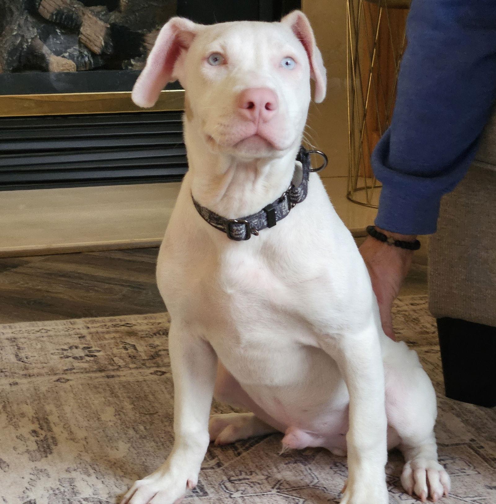 Timmy, a Adoptable Terrier in Brooklyn Center, MN image 1/3