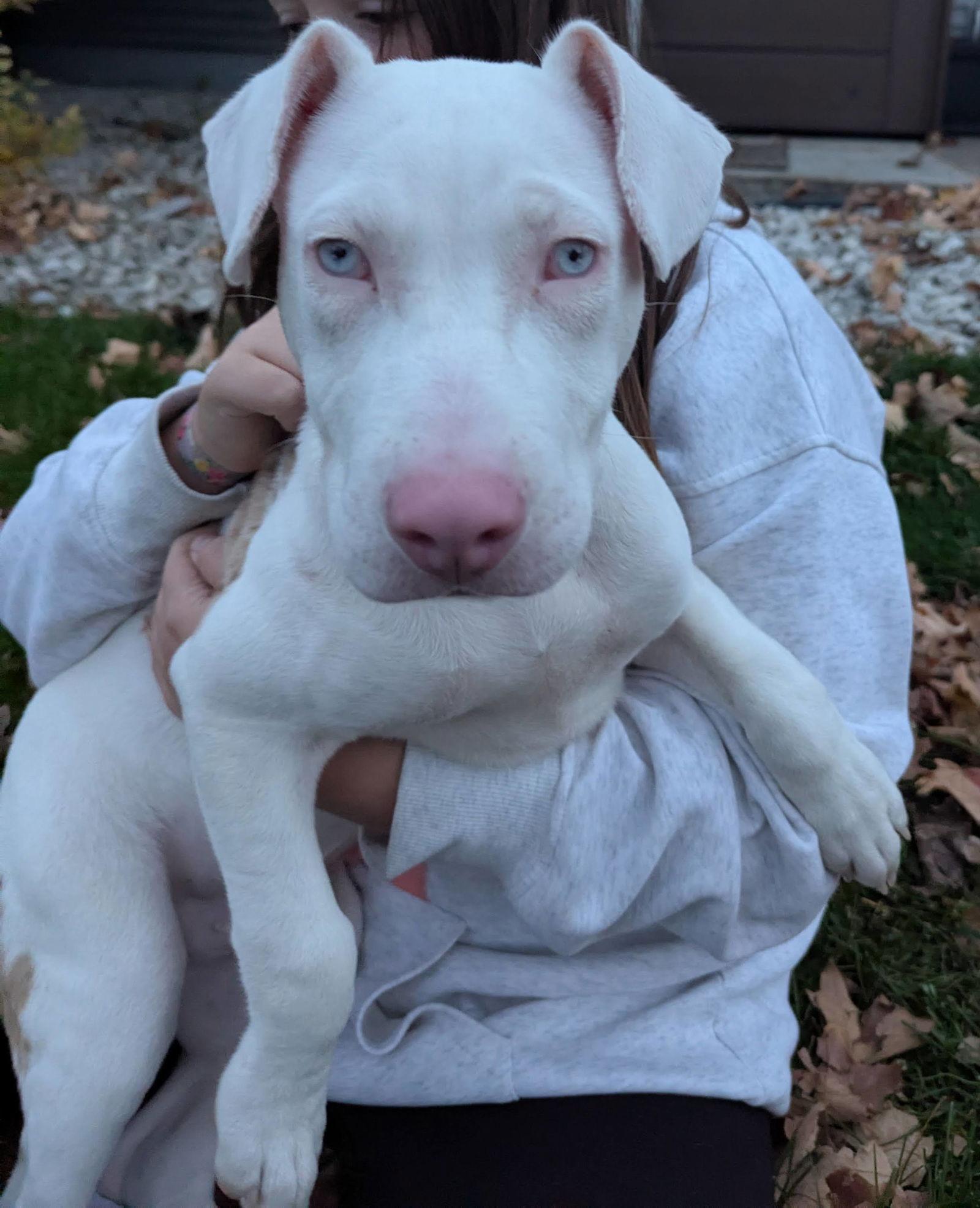 Timmy, a Adoptable Terrier in Brooklyn Center, MN image 2/3