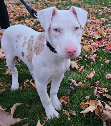 Timmy, a Adoptable Terrier in Brooklyn Center, MN image 3/3