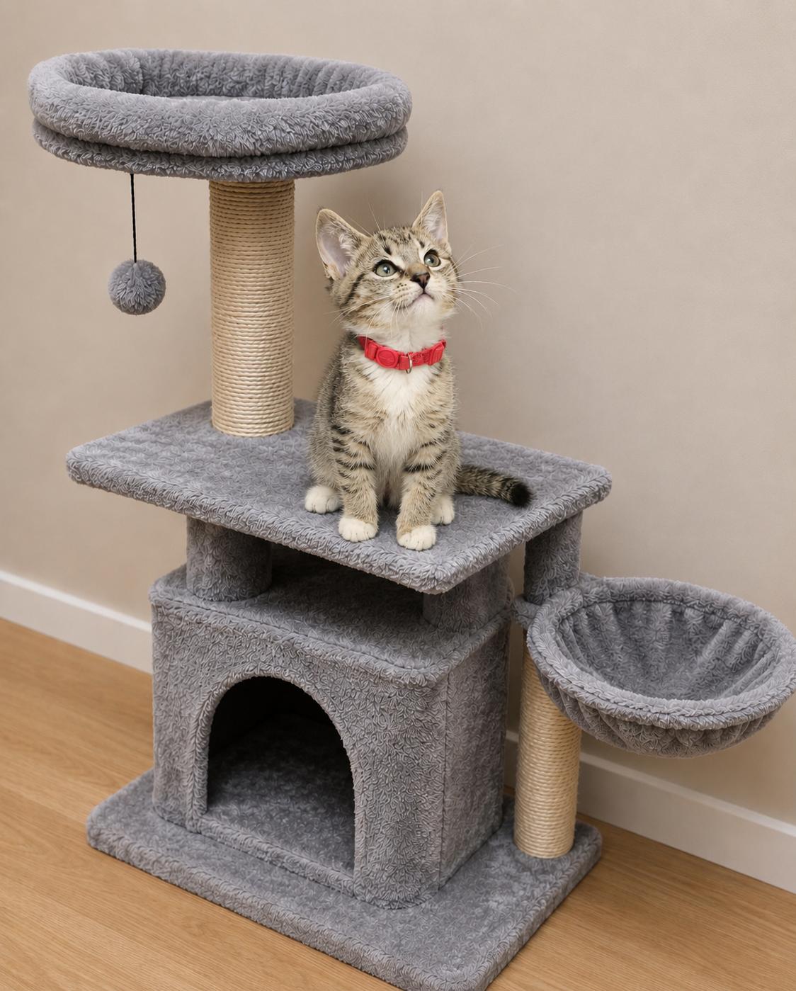 Enlarge Bubbles, an adopted Domestic Short Hair in Belchertown, MA image 1/1