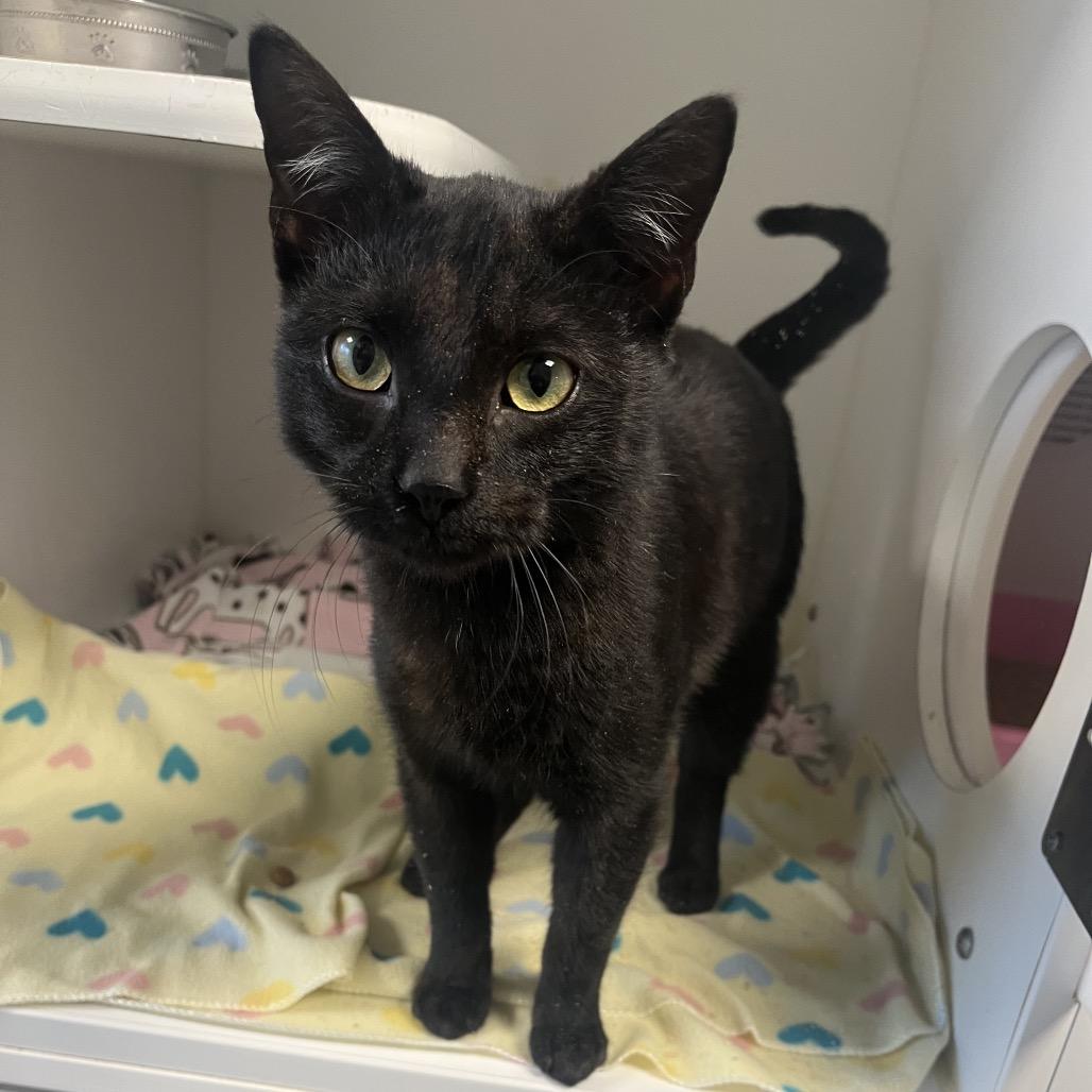 Enlarge Jimmy, a Adoptable Domestic Short Hair in Tulsa, OK image 2/5