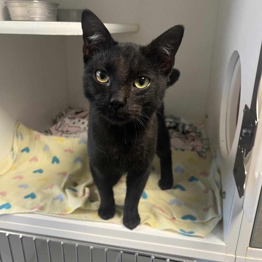 Enlarge Jimmy, a Adoptable Domestic Short Hair in Tulsa, OK image 3/5