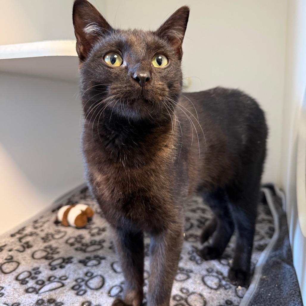 Enlarge Jimmy, a Adoptable Domestic Short Hair in Tulsa, OK image 4/5