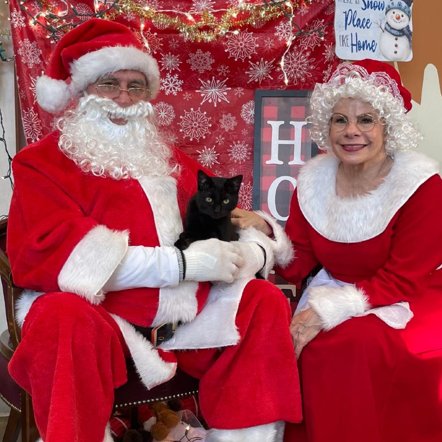 Enlarge Jimmy, a Adoptable Domestic Short Hair in Tulsa, OK image 5/5