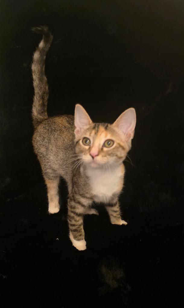 Enlarge Junebug, a Adoptable mixed breed in Miami, OK image 2/5
