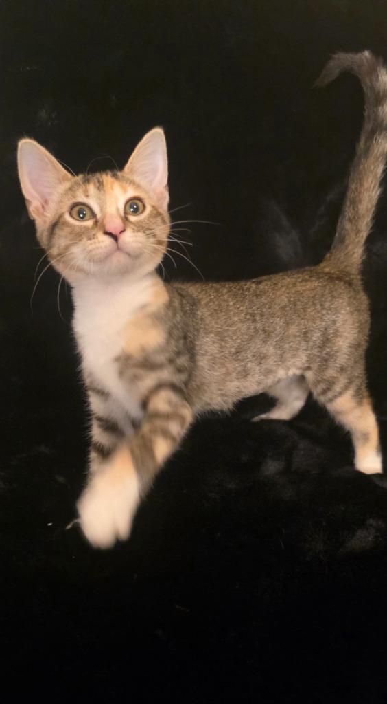 Enlarge Junebug, a Adoptable mixed breed in Miami, OK image 3/5