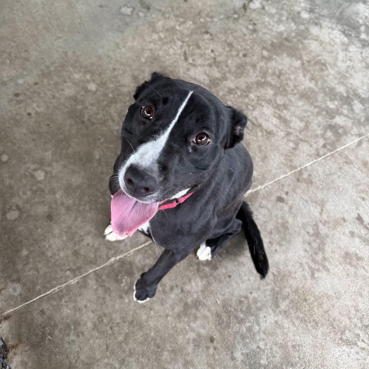 Artemis