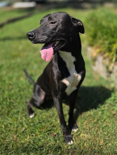TULIP, Adoptable, Adult Female Labrador Retriever & Mixed Breed.