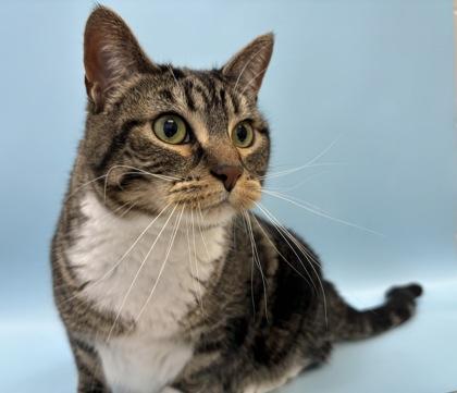 Peanut, a Adoptable mixed breed in Woodbury, MN image 1/2