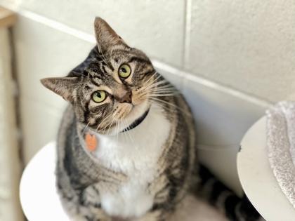 Peanut, a Adoptable mixed breed in Woodbury, MN image 2/2