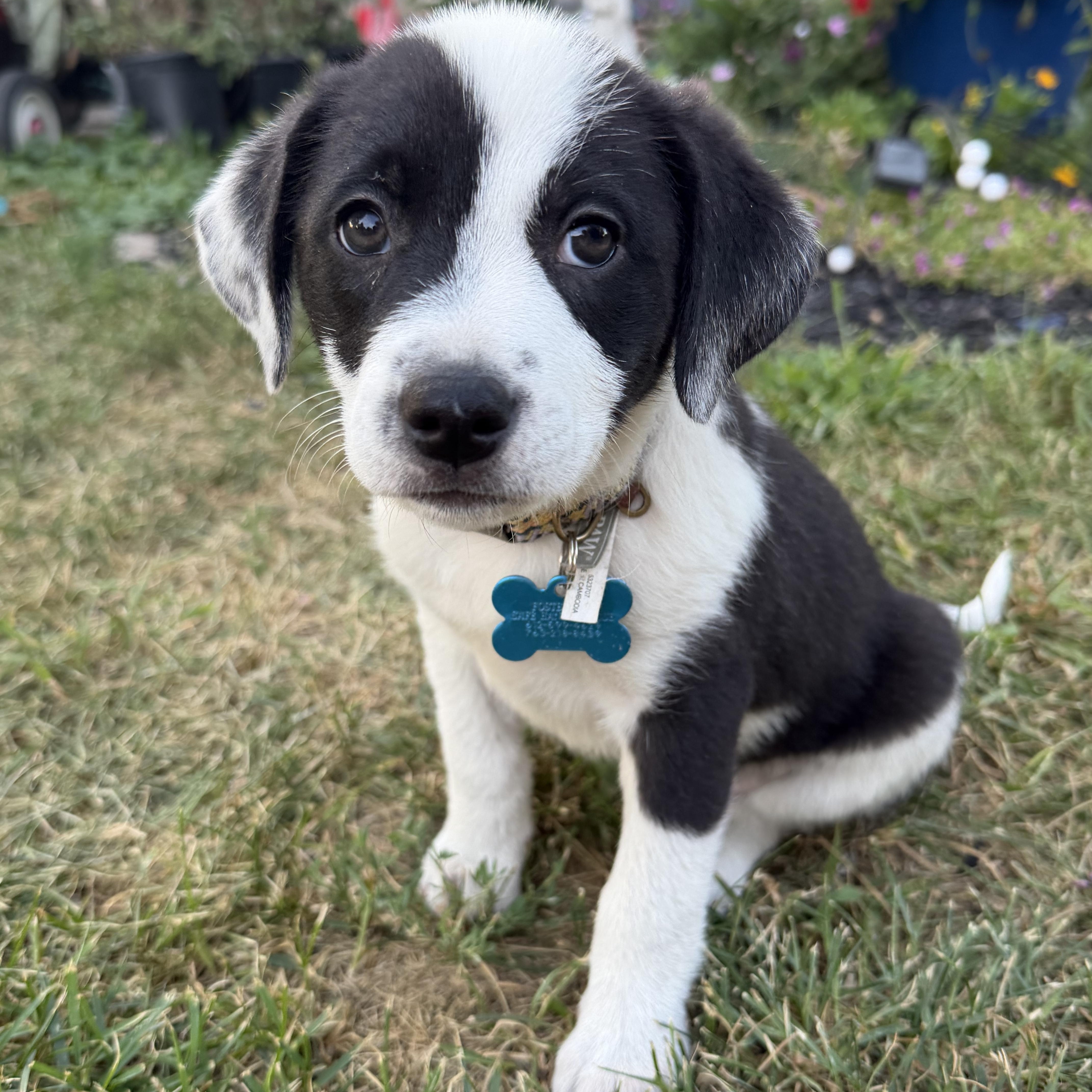 Amaya, Adoptable, Puppy Female Border Collie.