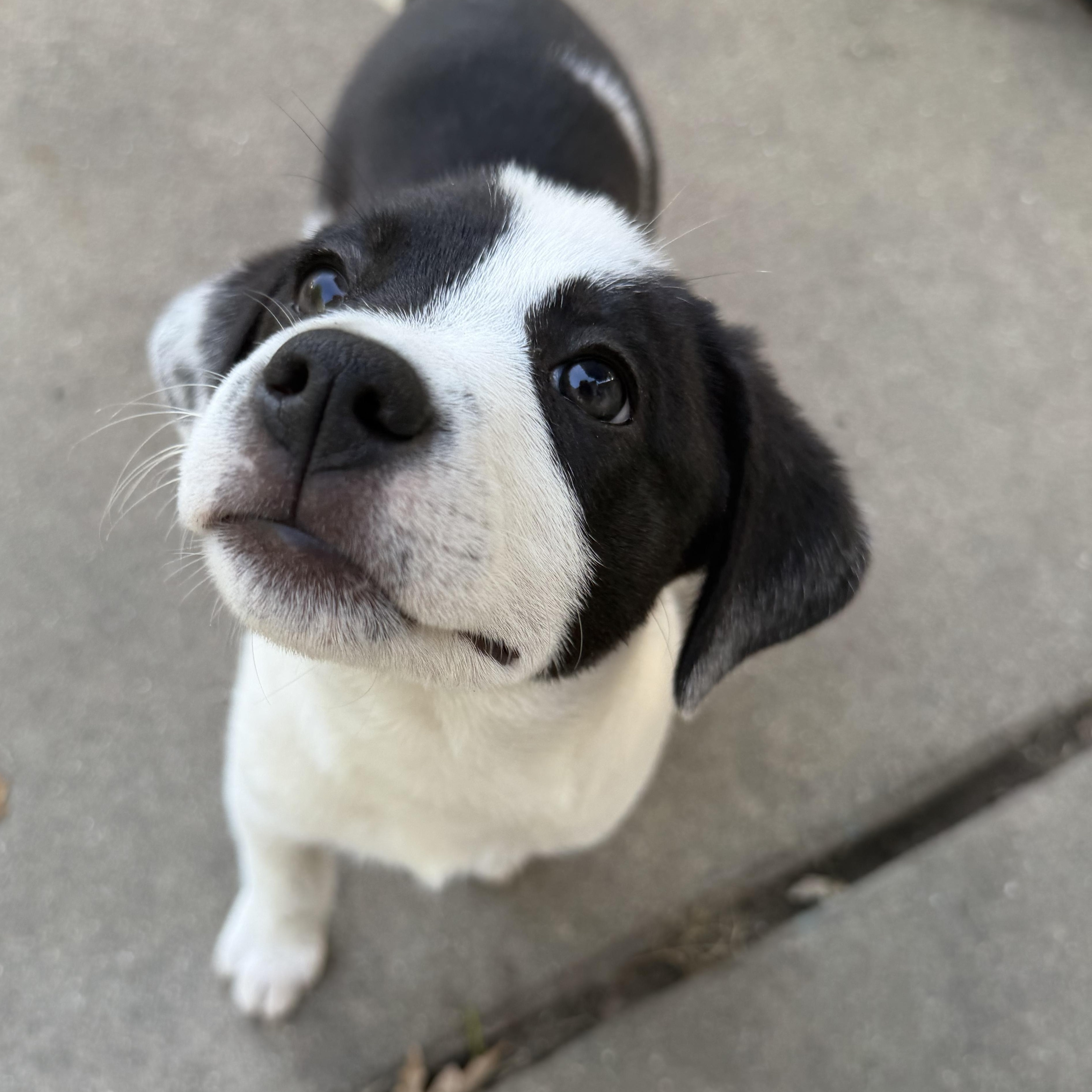 Amaya, a Adoptable mixed breed in Minneapolis, MN image 2/4