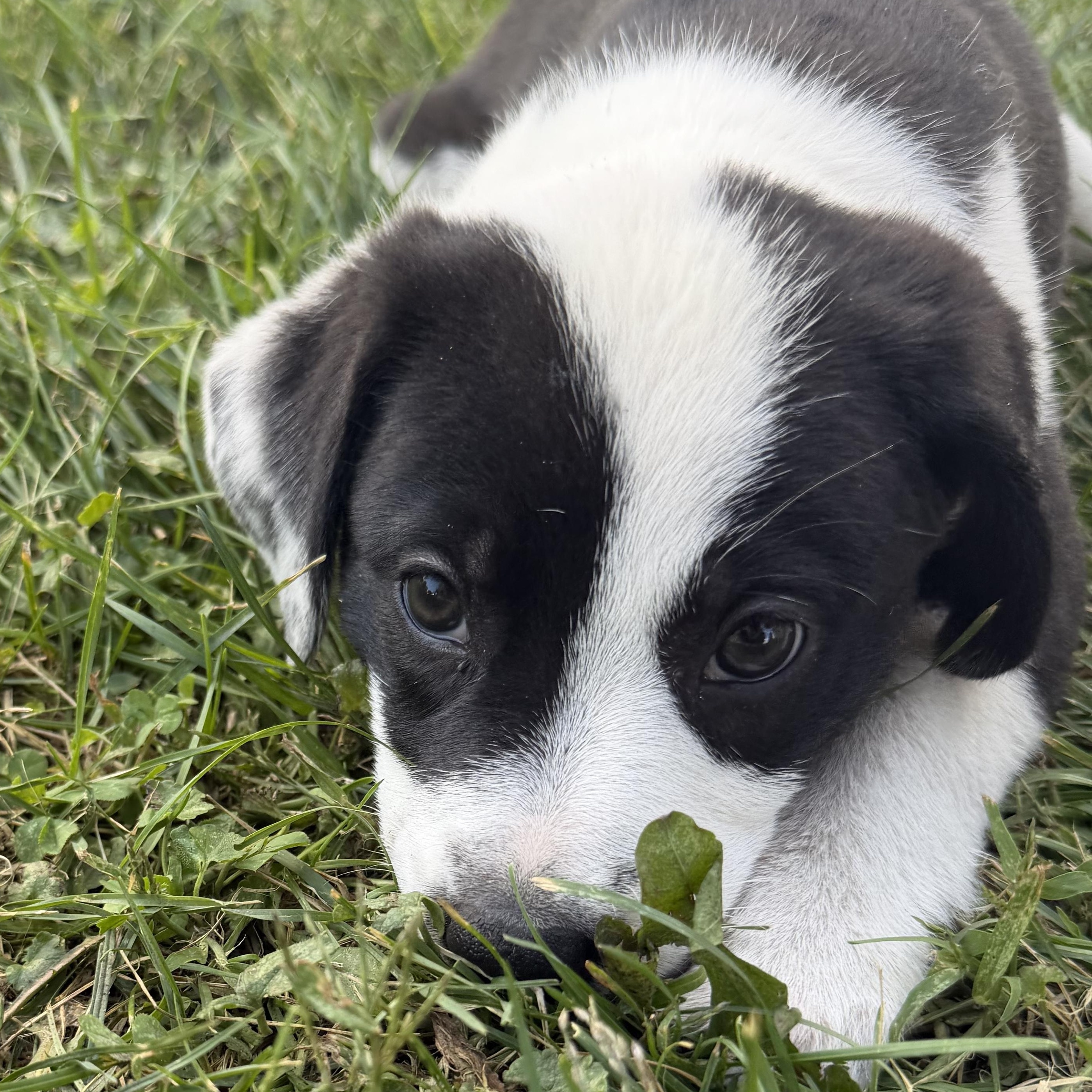 Amaya, a Adoptable mixed breed in Minneapolis, MN image 4/4