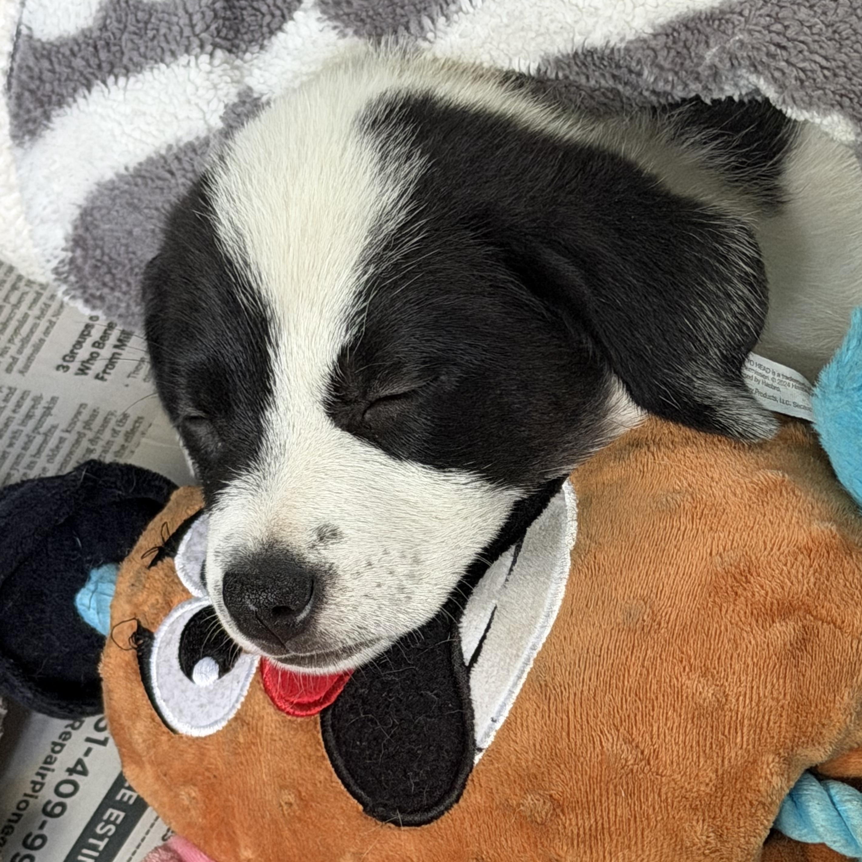 Amaya, a Adoptable mixed breed in Minneapolis, MN image 3/4