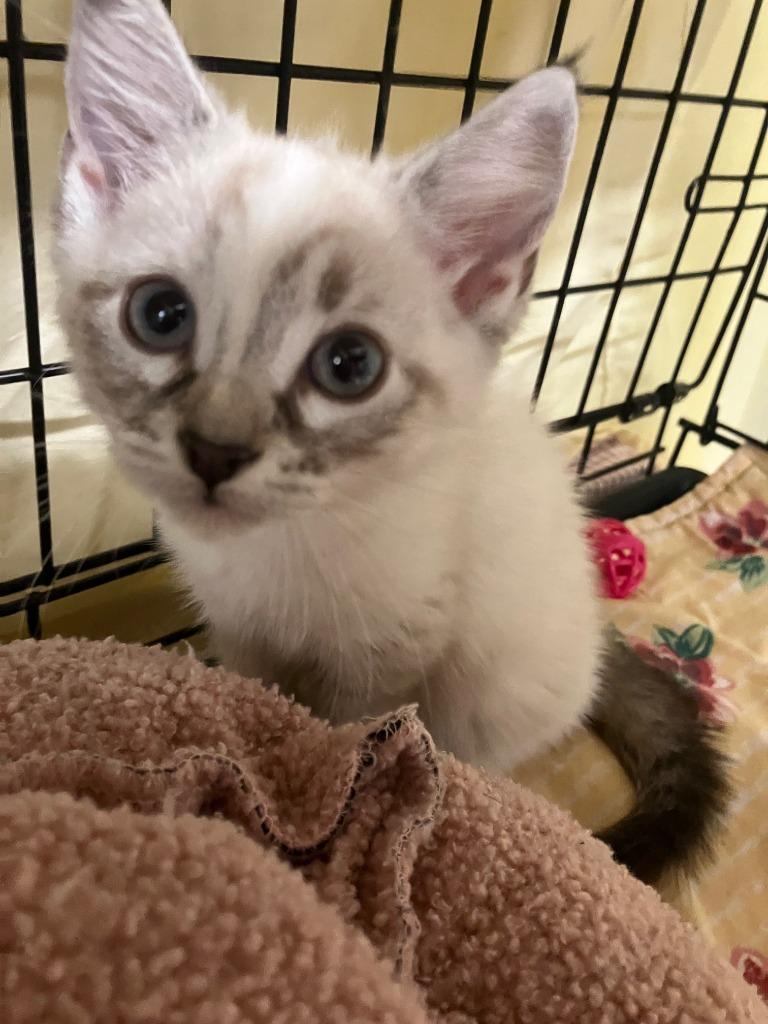 Pebbles, Adoptable, Kitten Female Siamese.
