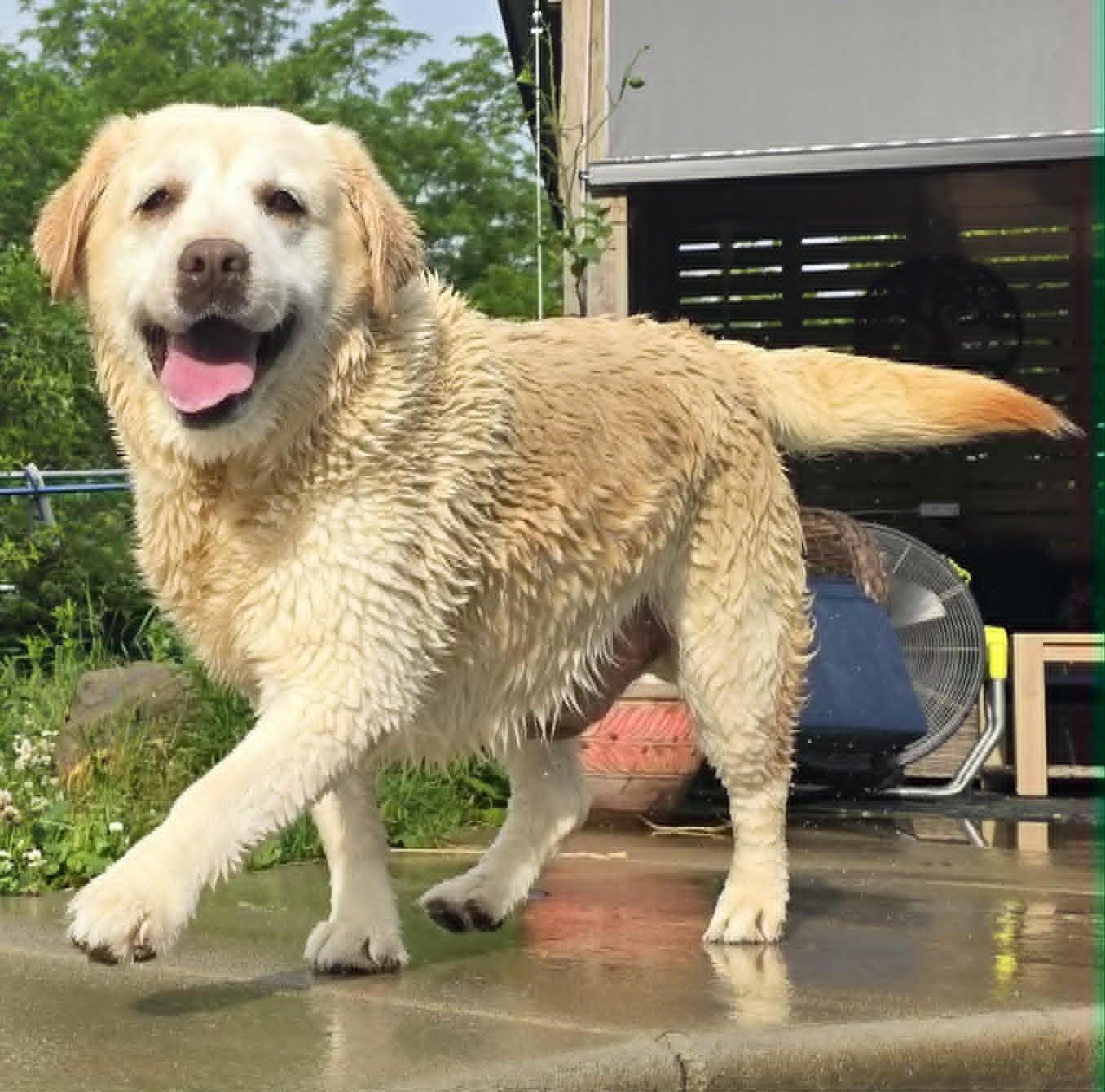 Enlarge Emma, a Adoptable Yellow Labrador Retriever in Cuba, NY image 1/3