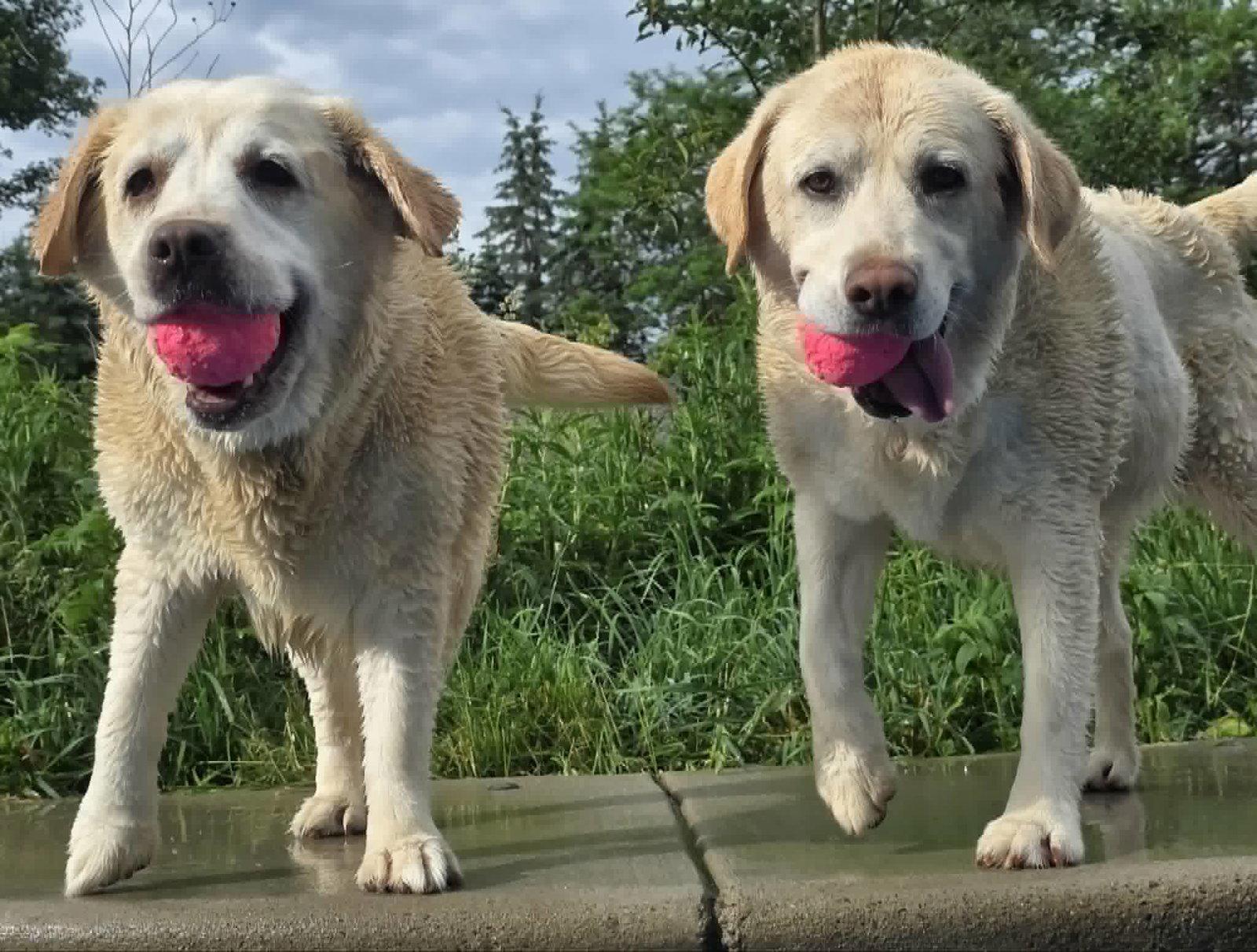 Enlarge Emma, a Adoptable Yellow Labrador Retriever in Cuba, NY image 2/3