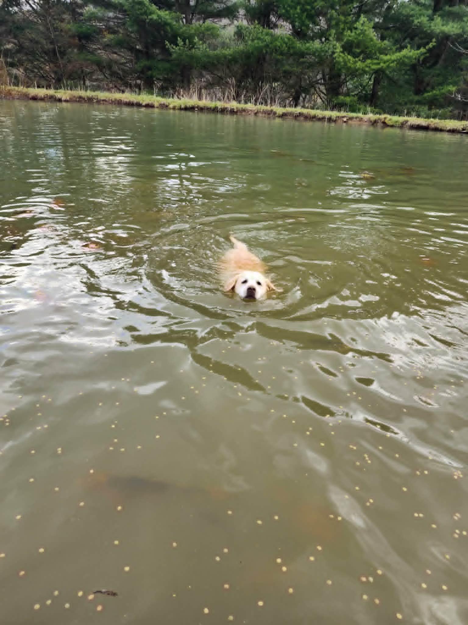 Enlarge Emma, a Adoptable Yellow Labrador Retriever in Cuba, NY image 3/3
