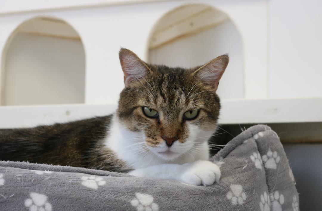 Neko, Adopted, Adult Male Domestic Short Hair.