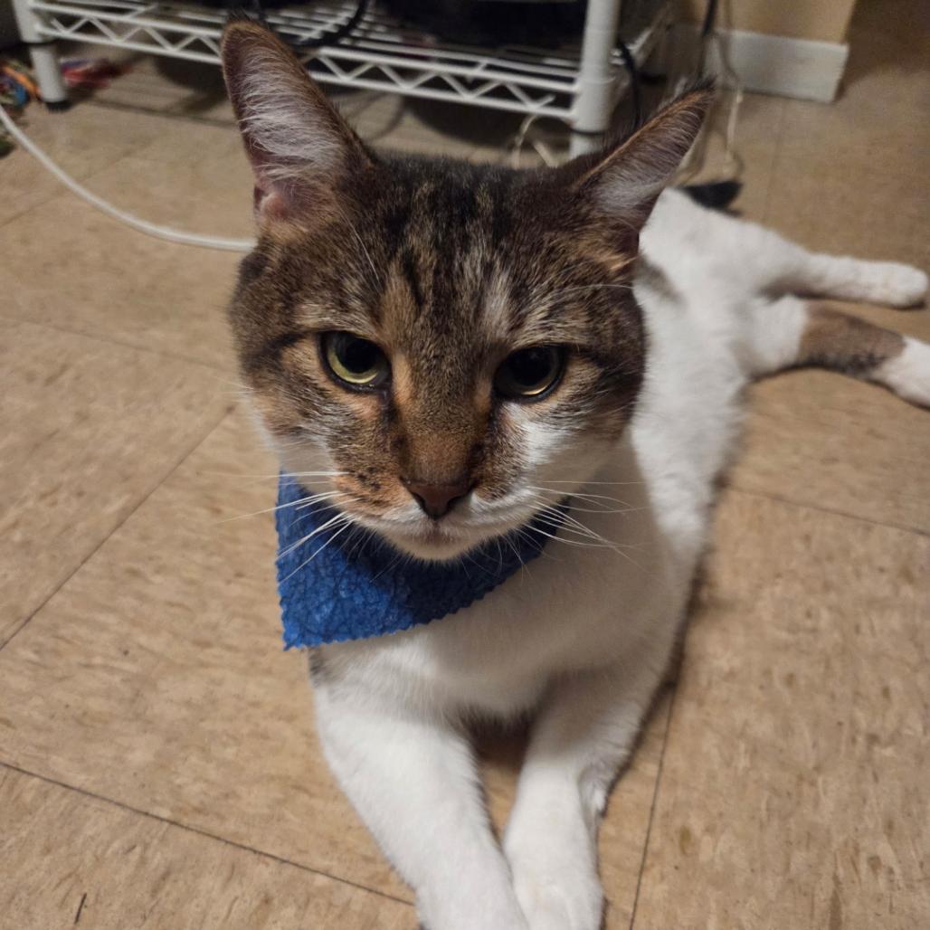 Enlarge Neko, a Adopted Domestic Short Hair in Indiana, PA image 3/3